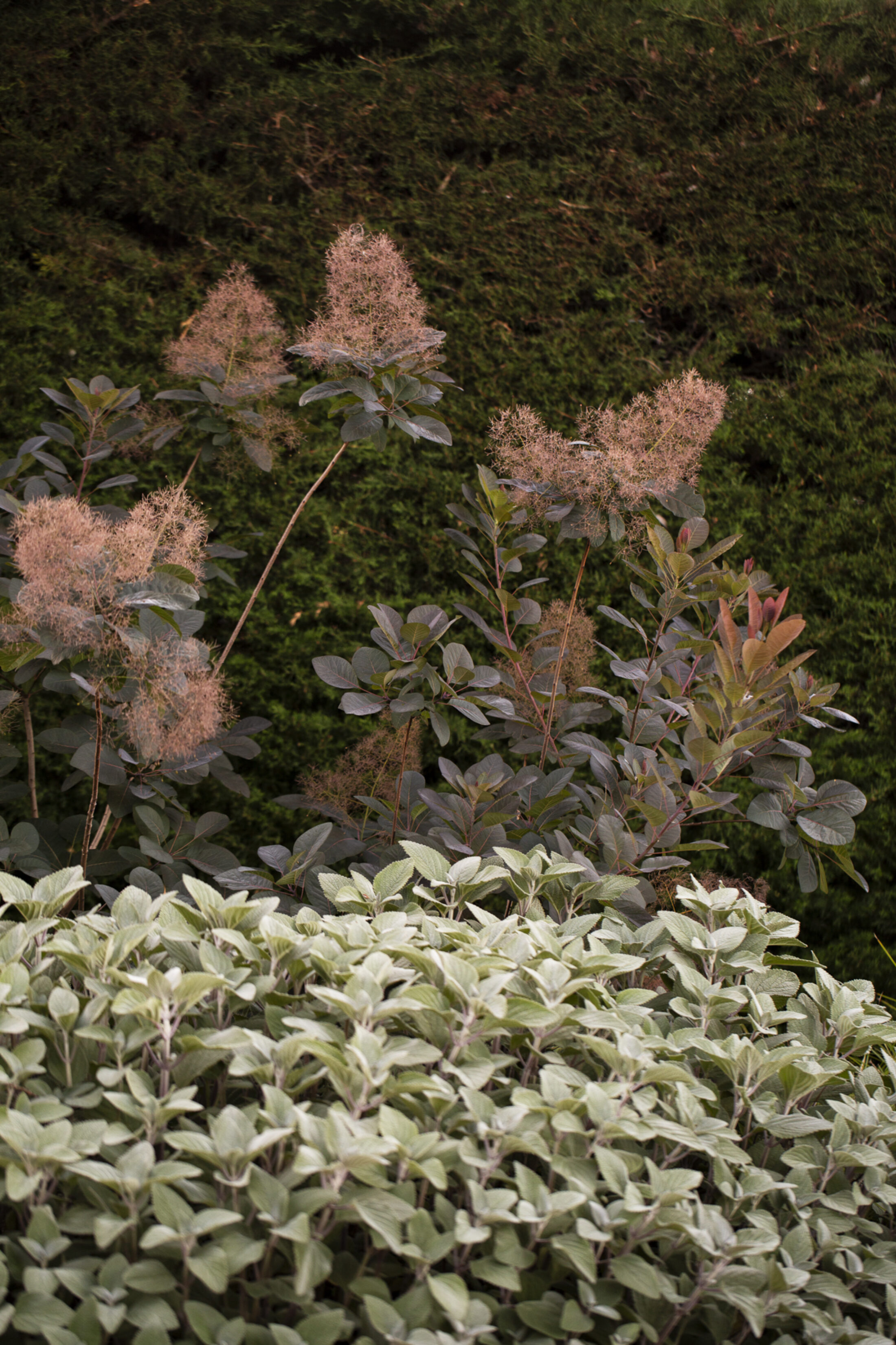 BWLA Blackburn 9702 Gemmola LR