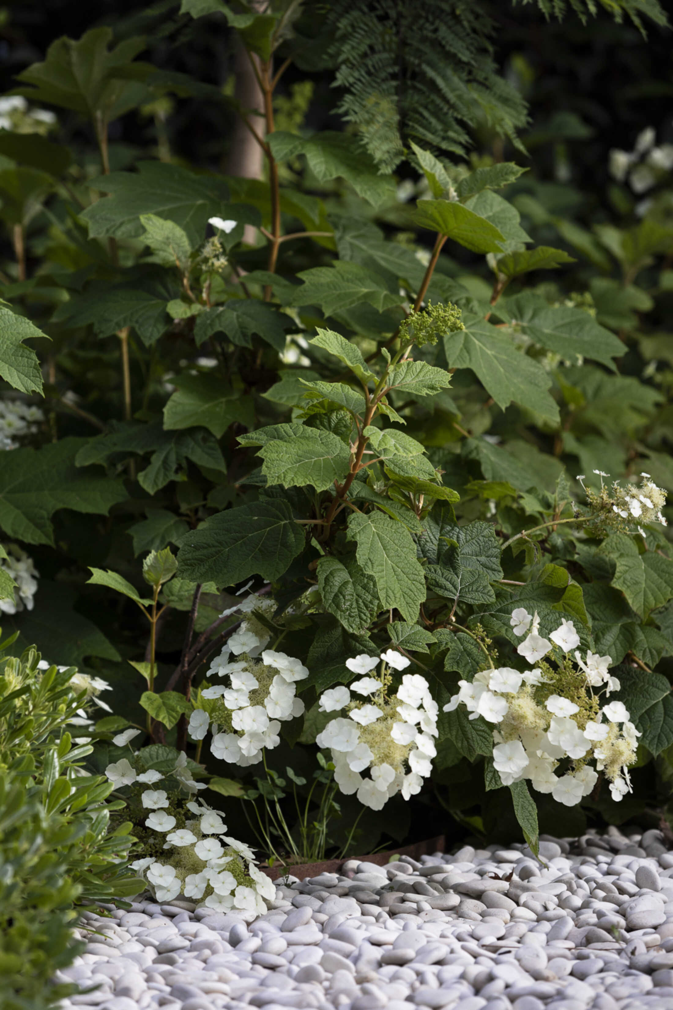 Bethany Williamson 7873 Gemmola LR