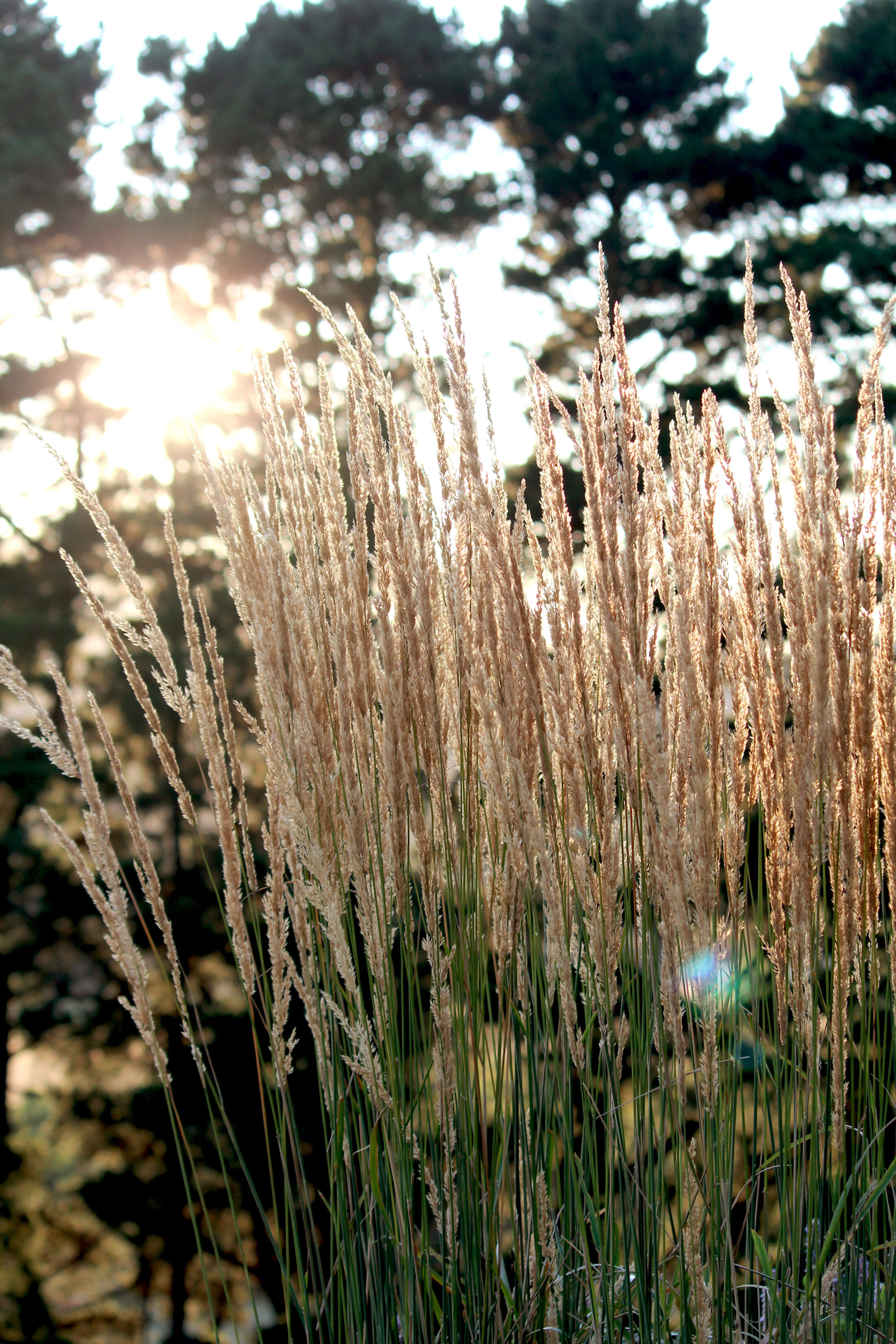 HESKET IMG 8868