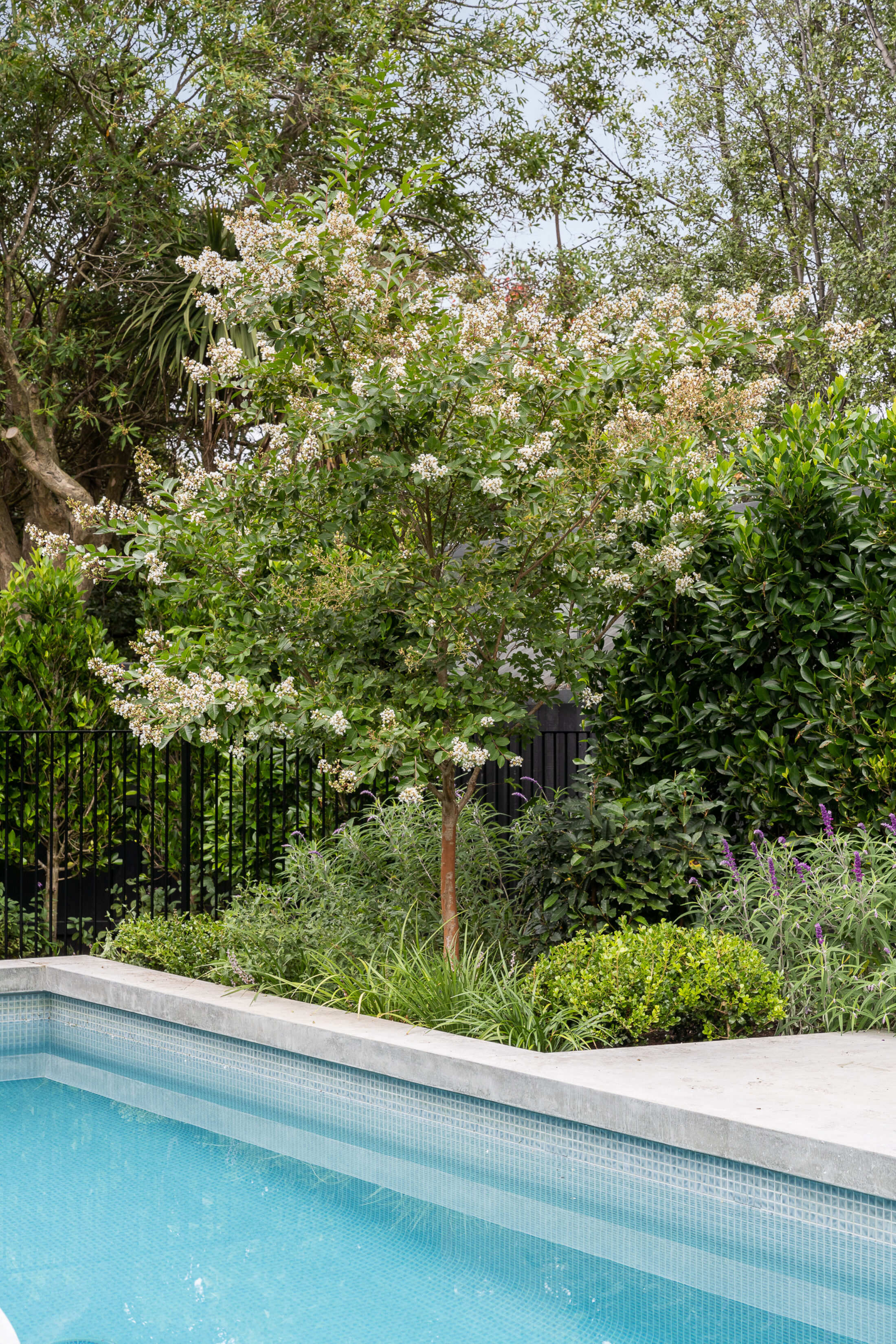 LP1436 48 Celia St 164